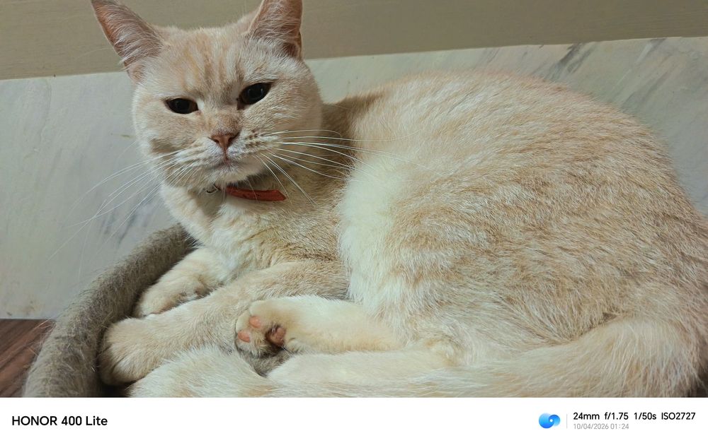 Мейн Кун + скоттиш страйт.