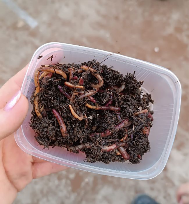 Черви навозные для рыбалки