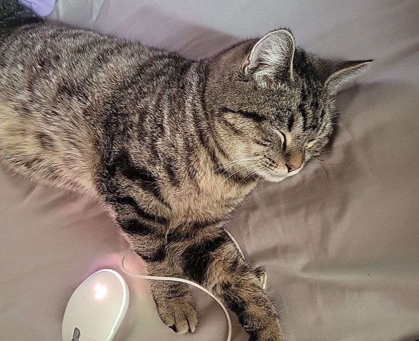 Отдам котеек в добрые руки