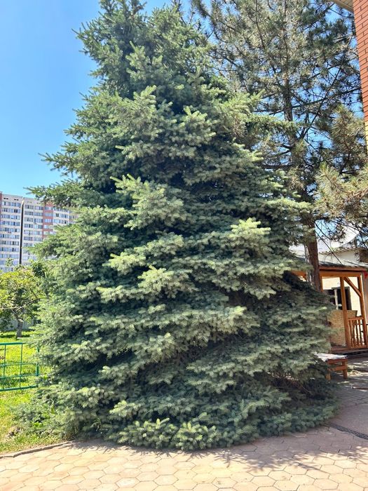 Елки живые, 2 шт, высотой от 6м