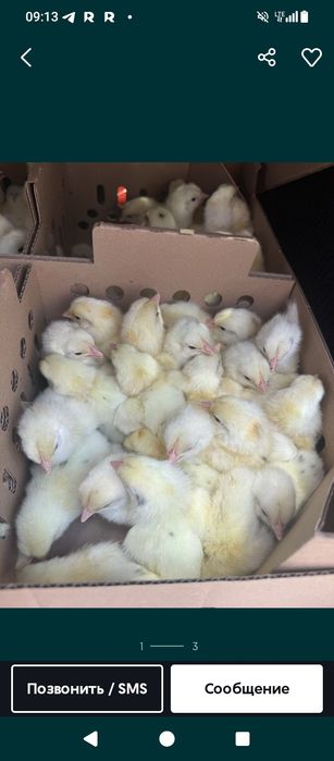 Продаём бройлеры цыплята