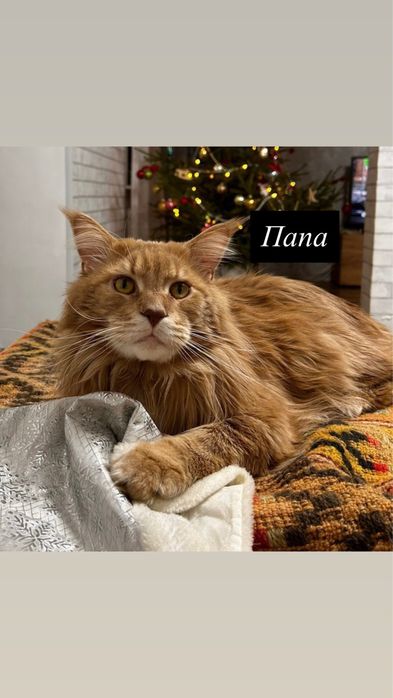 Продаются котята мейн-кун