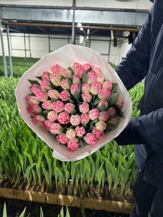 Тюльпаны оптом и в розницу