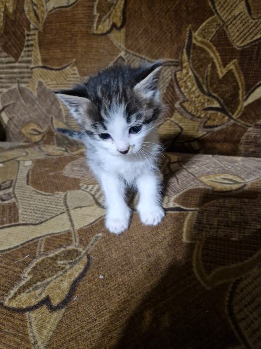 Продаю котят мейнкунов