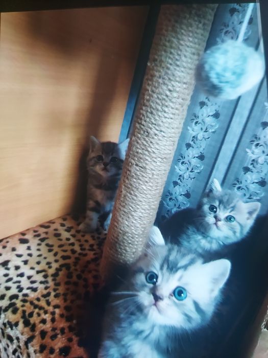 Продам красивых котят