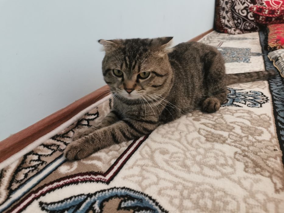 Кошка скотиш фолд mushuk skotish fold