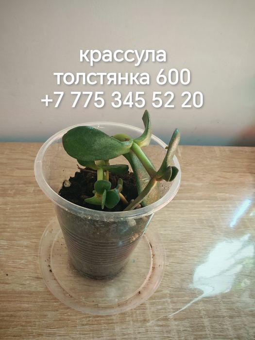 Комнатные цветы и отростки
