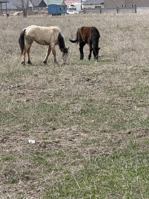 2 бас тай сатылады жуас