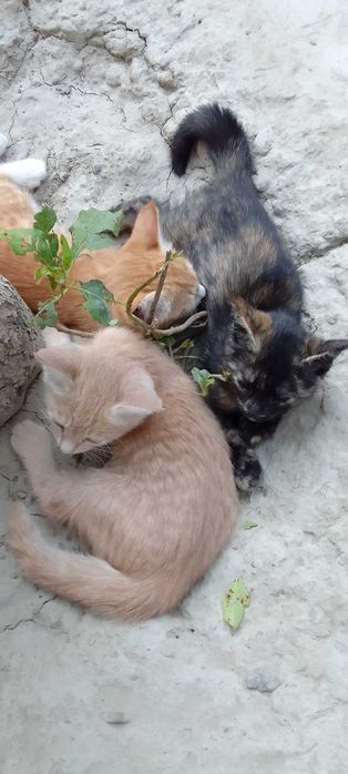 Котята - Раздаём бесплатно