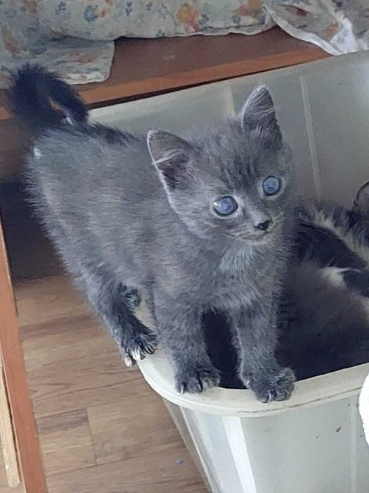 Котенок бесплатно в добрые руки