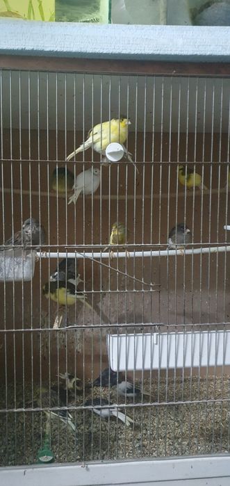 Canari slavujari de vânzare