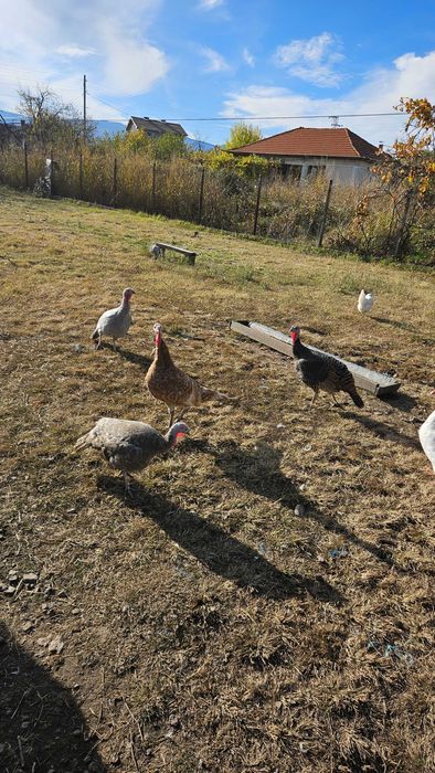 Големи пуйки за празниците, кокошки