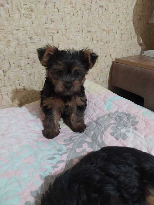 Йоркширский терьер