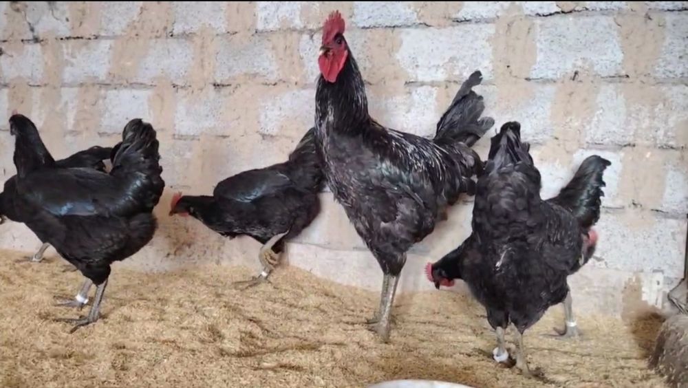 Gigant Qora Shaxzoda