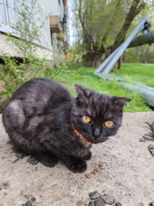 Породистая кошечка