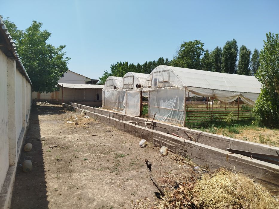 Продам ферму срочно в кибрай жилой дом