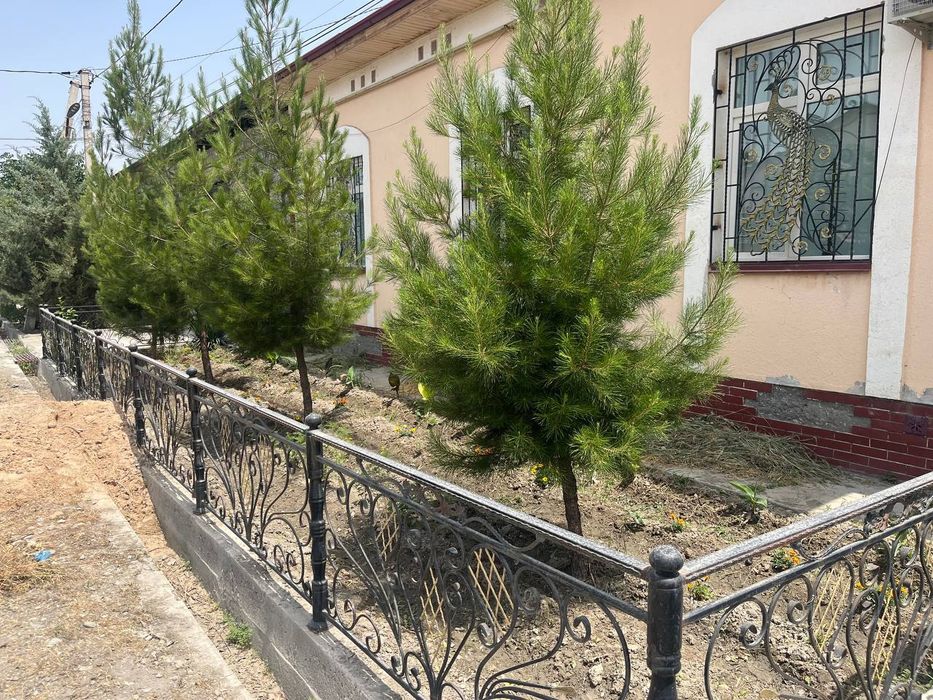 Kotej sotiladi 6-sotuqlik Jomboy tumani Samarqand mahalla