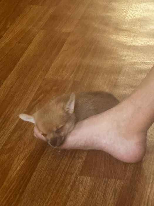 Продам ласкогого мальчика щенка