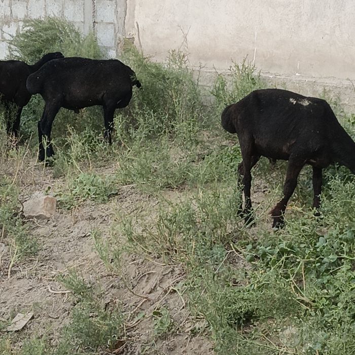Куйлар сотилади 5