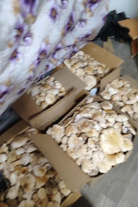 Продаю свежие грибы