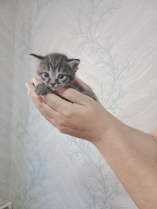 Отдам 3 котенка (девочки) в добрые руки