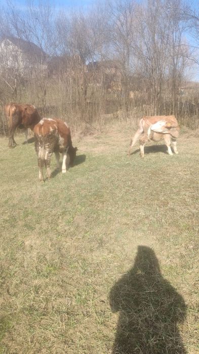 Vand vaci  gestante pt detali sunati la nr