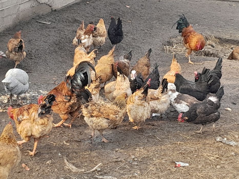 Кучин тауыктар сатылымда.