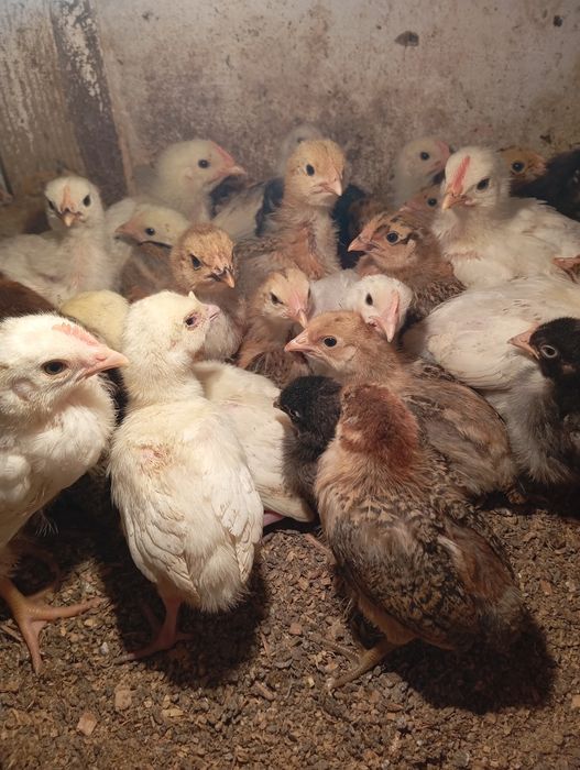 Цыплята Адлер и Кучинская.