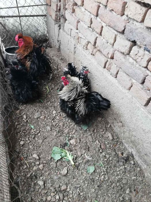 Гъски, пуйки, патици