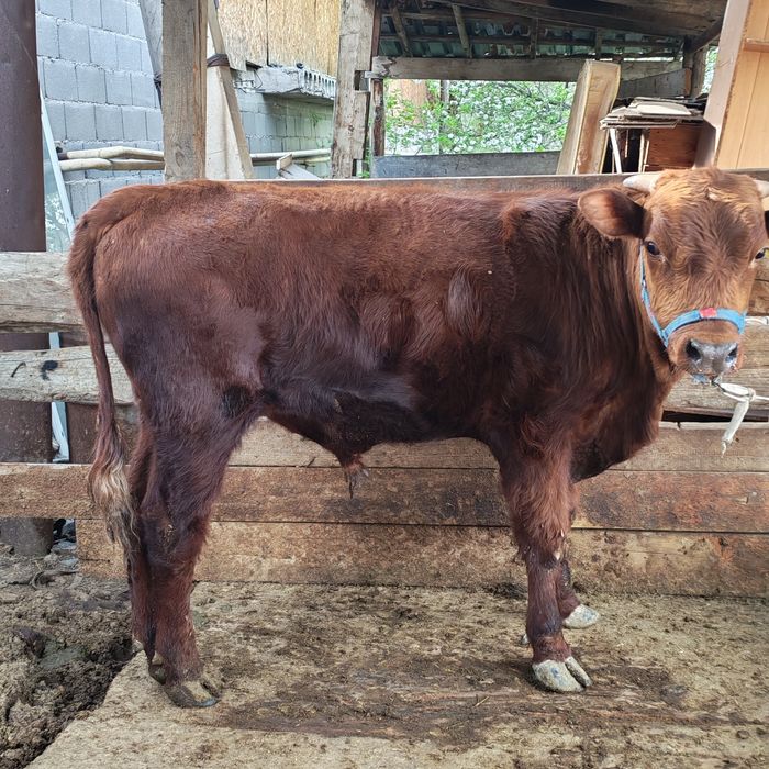 Бык бука продам 1.5 год