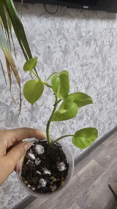 Продам комнатные цветы