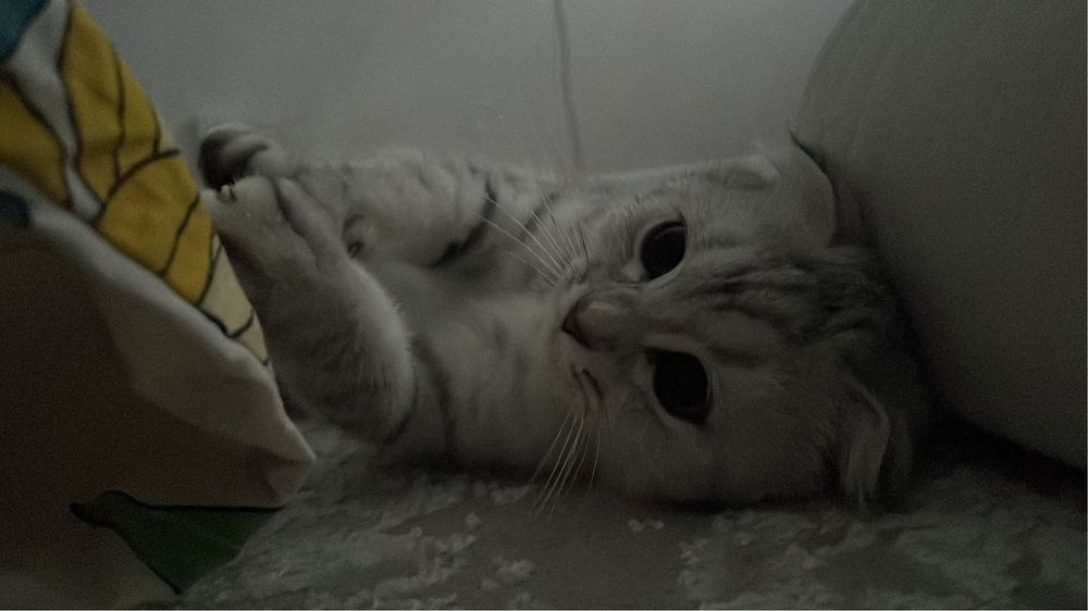 Продаётся кошка пародистый