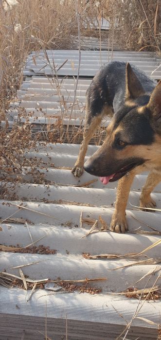 Шйфер азбесковй таза
