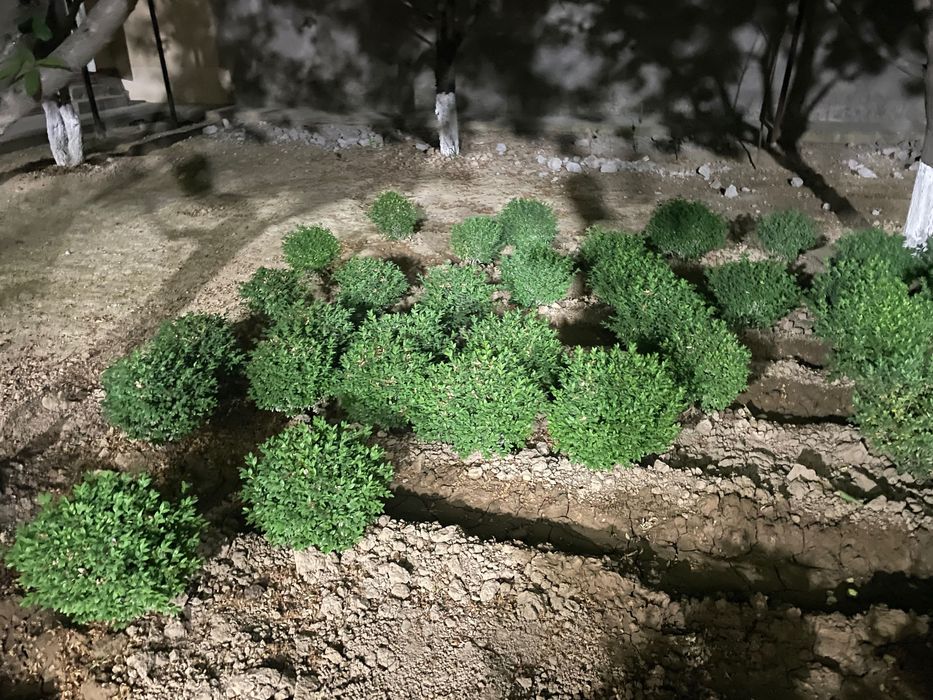 Шамшод срочно сотилади.