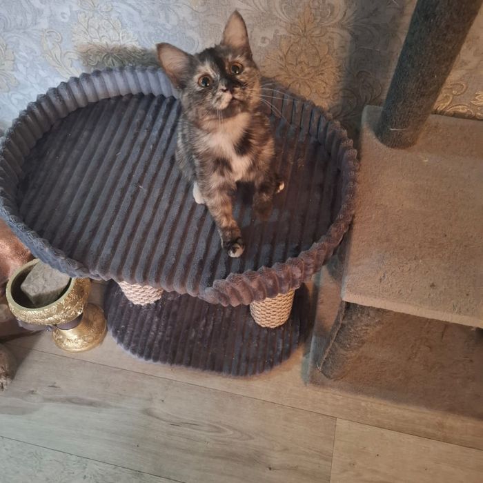Отдам кошку в хорошие руки