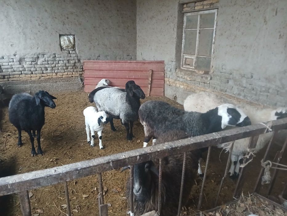 Qo‘y,Qo‘chqorlar va Buqa