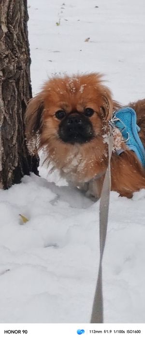 Нужен кобель для вязки