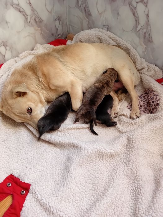 Отдам в добрые руки