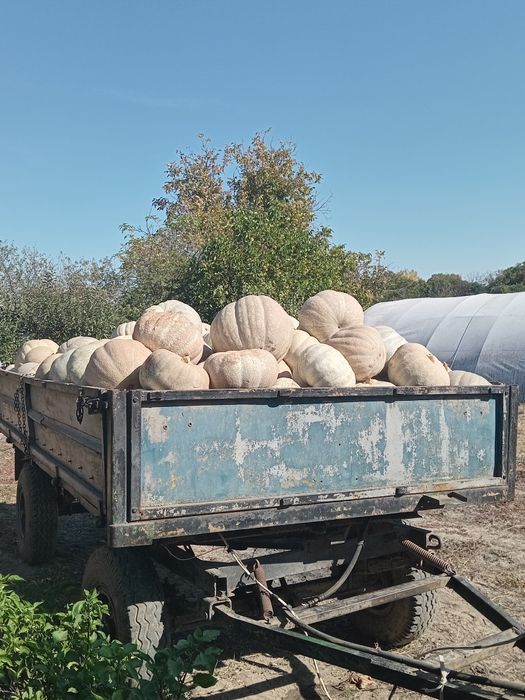 Продавам бели тикти