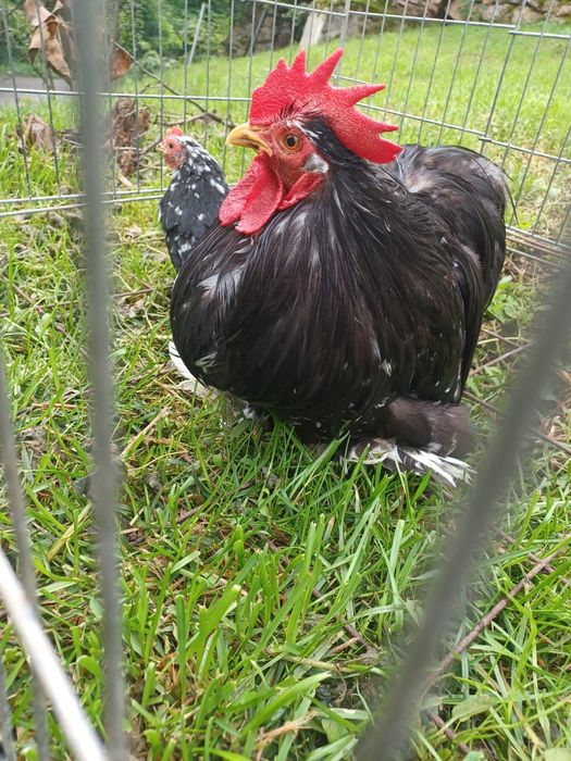 Pereche conchinchina pitic bobat