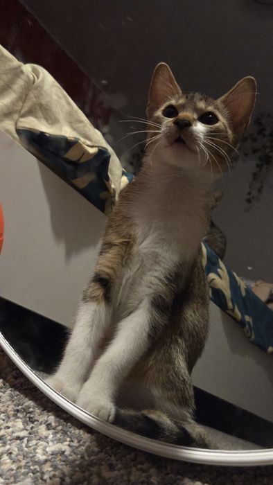 DONEZ două pisici și un motan