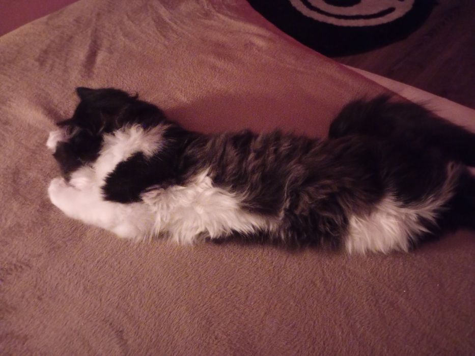 кошка котенок девочка