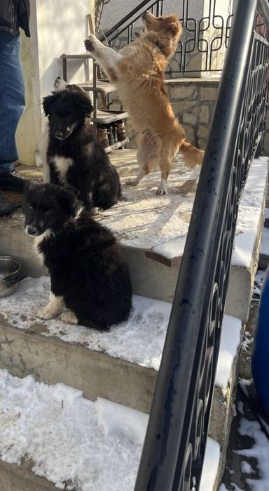 Подарявам кучета