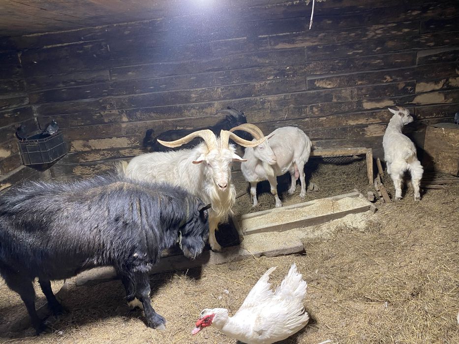 Продам коз срочно