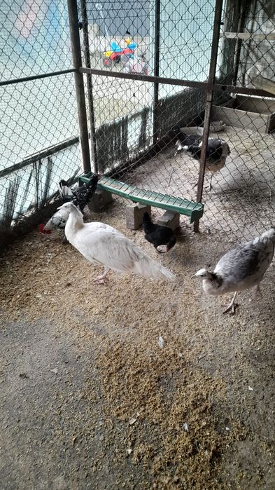 Găini cochinchina uriaș pe galben și paunii