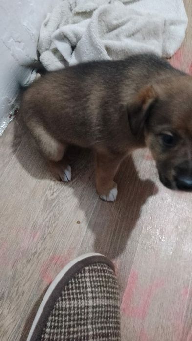 Щенки в добрые руки