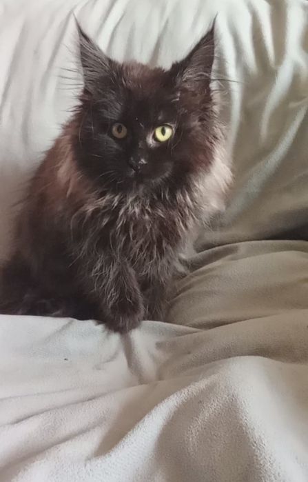 Грациозная пантера