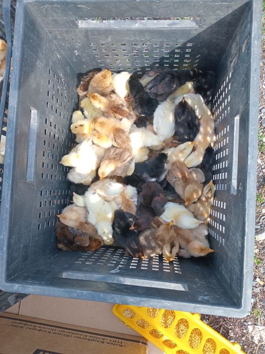 Продаю цыплят  от домашних кур несушек