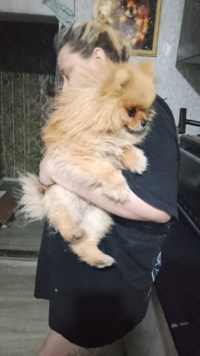 Мальчишки шпицы 1,5 года