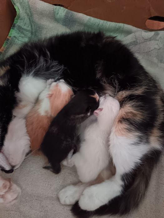 Продам котят (бронь)